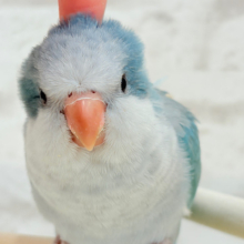 【最新画像更新🪄】十羽十色🪶🩵濃いめちゃんの魅力光る✨オキナインコ(ブルーオパーリン) ヒナ