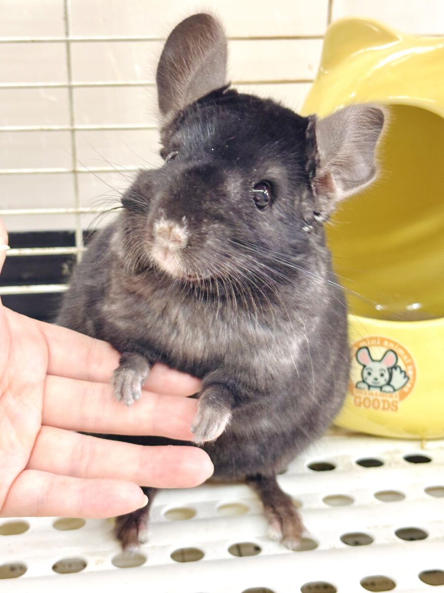 🖤漆黒のツヤツヤ毛並み🖤圧倒的かっこよさのブラックエボニーくん🐭✨