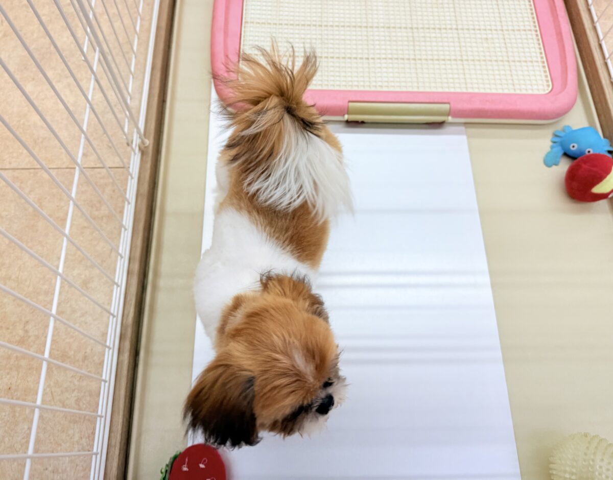 シーズー