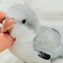【最新画像更新🪄】誰より鳴くよ♬*°ウケケケケッ🐣🎶⸒⸒オキナインコ(コバルトオパーリン) ヒナ