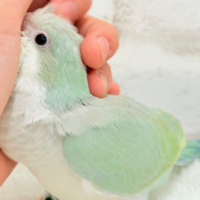 【最新画像更新🪄】来ったぞ♪来たぞ♬*°青リンゴ🐣🍏🫧オキナインコ(アクアブルーパリド) ヒナ
