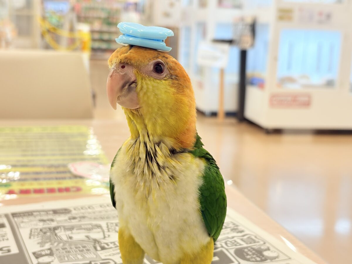シロハラインコ