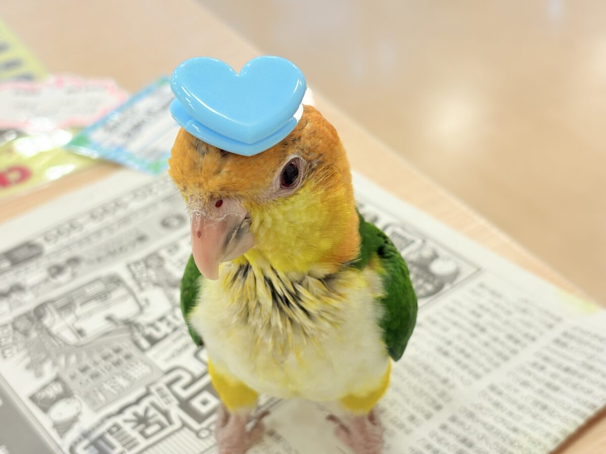 シロハラインコ
