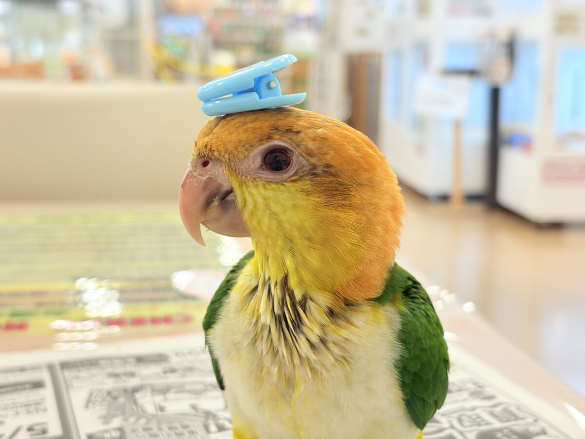シロハラインコ