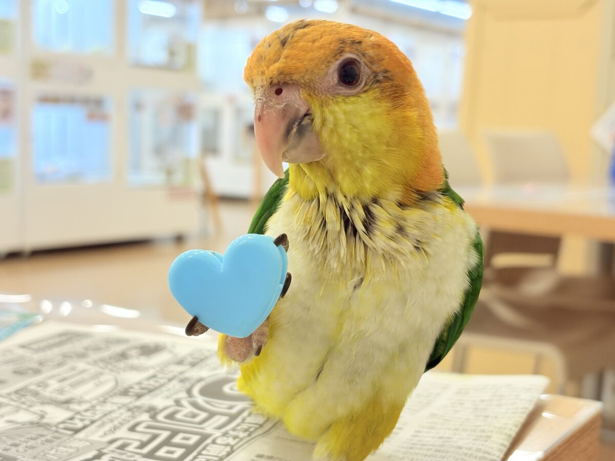 シロハラインコ