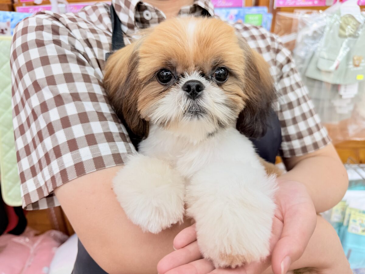 最新画像📸動画あり🎥シーズー（ゴールド&ホワイト）女の子♪広いサークルにお引っ越ししました！