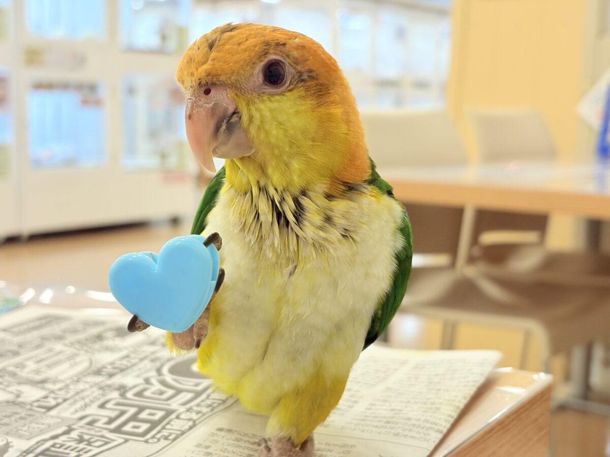 シロハラインコ