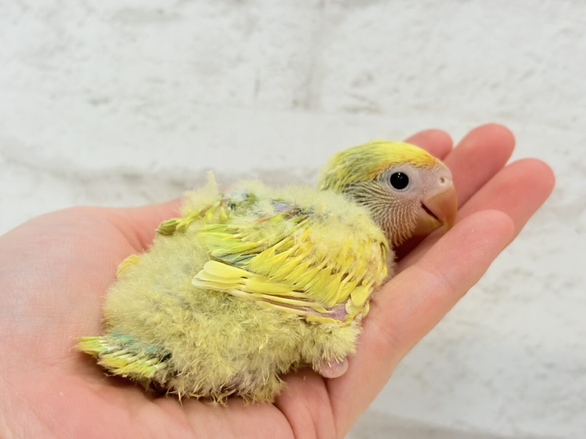 コザクラインコ（小桜インコ）
