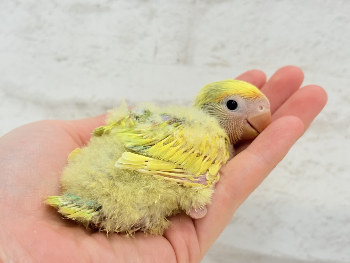 コザクラインコ（小桜インコ）