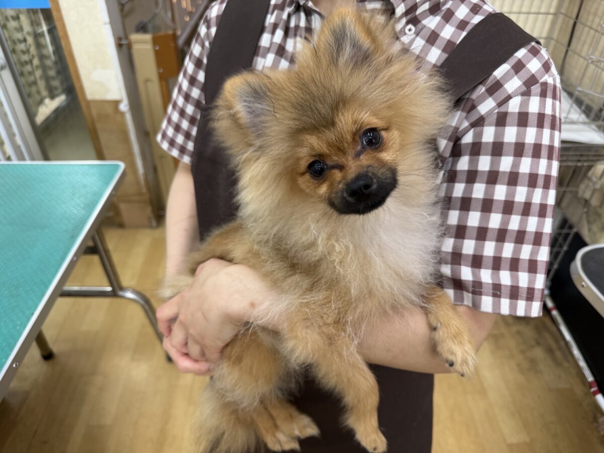 ポメラニアン