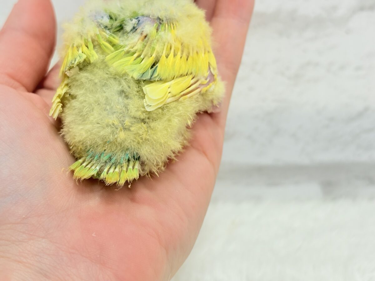 コザクラインコ（小桜インコ）