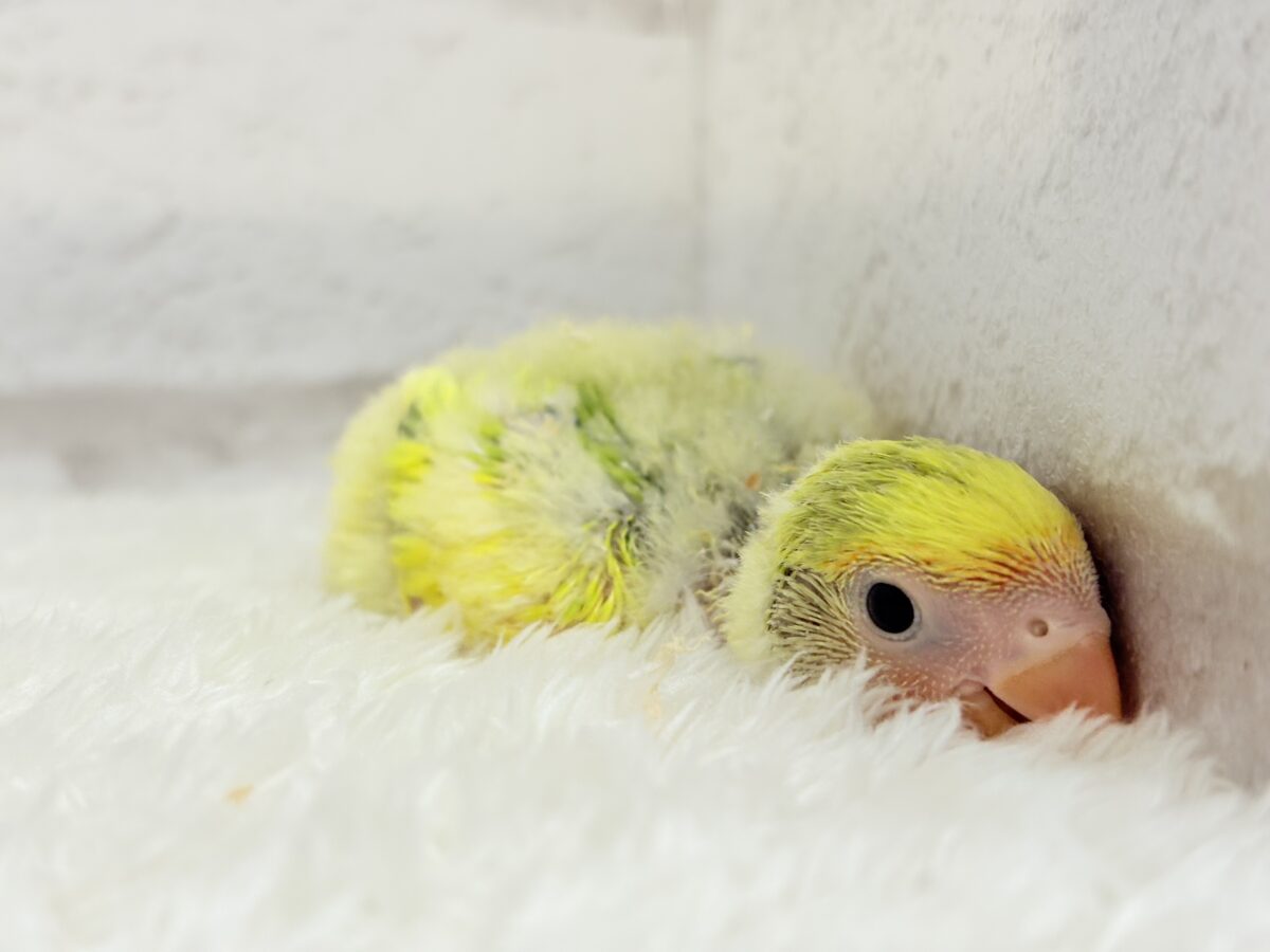 コザクラインコ（小桜インコ）