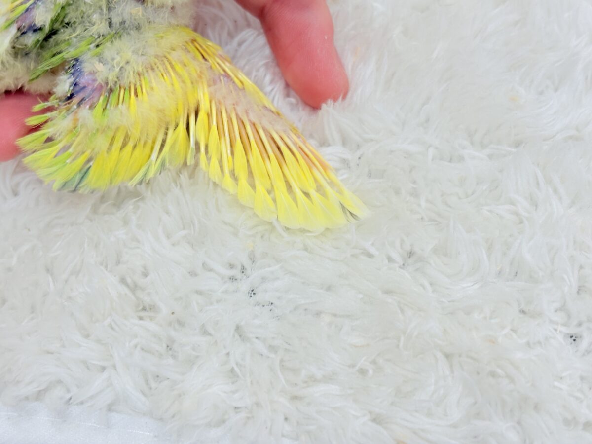 コザクラインコ（小桜インコ）