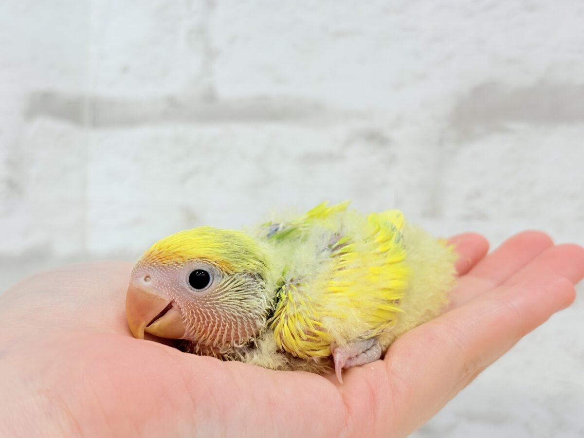コザクラインコ（小桜インコ）