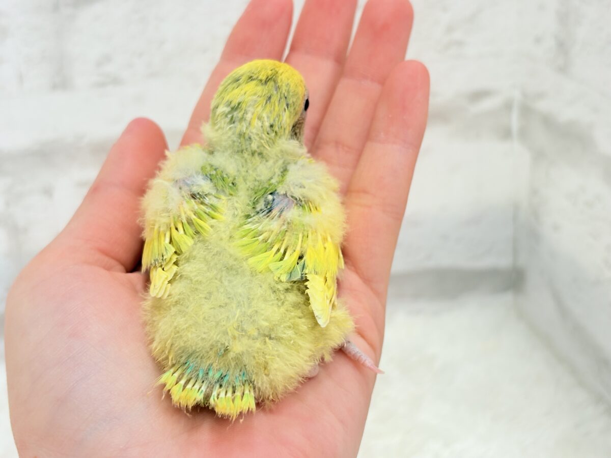 コザクラインコ（小桜インコ）