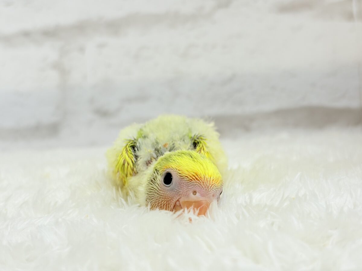コザクラインコ（小桜インコ）