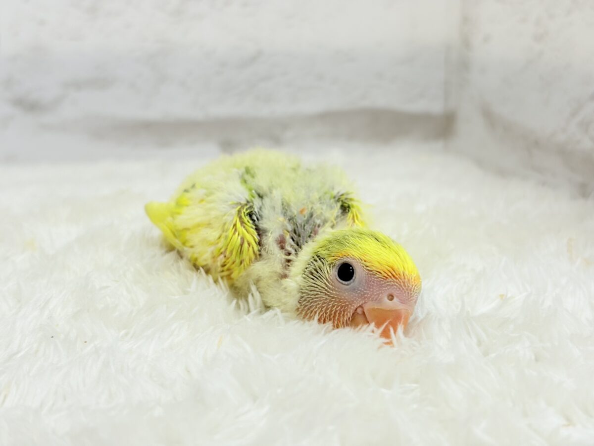コザクラインコ（小桜インコ）