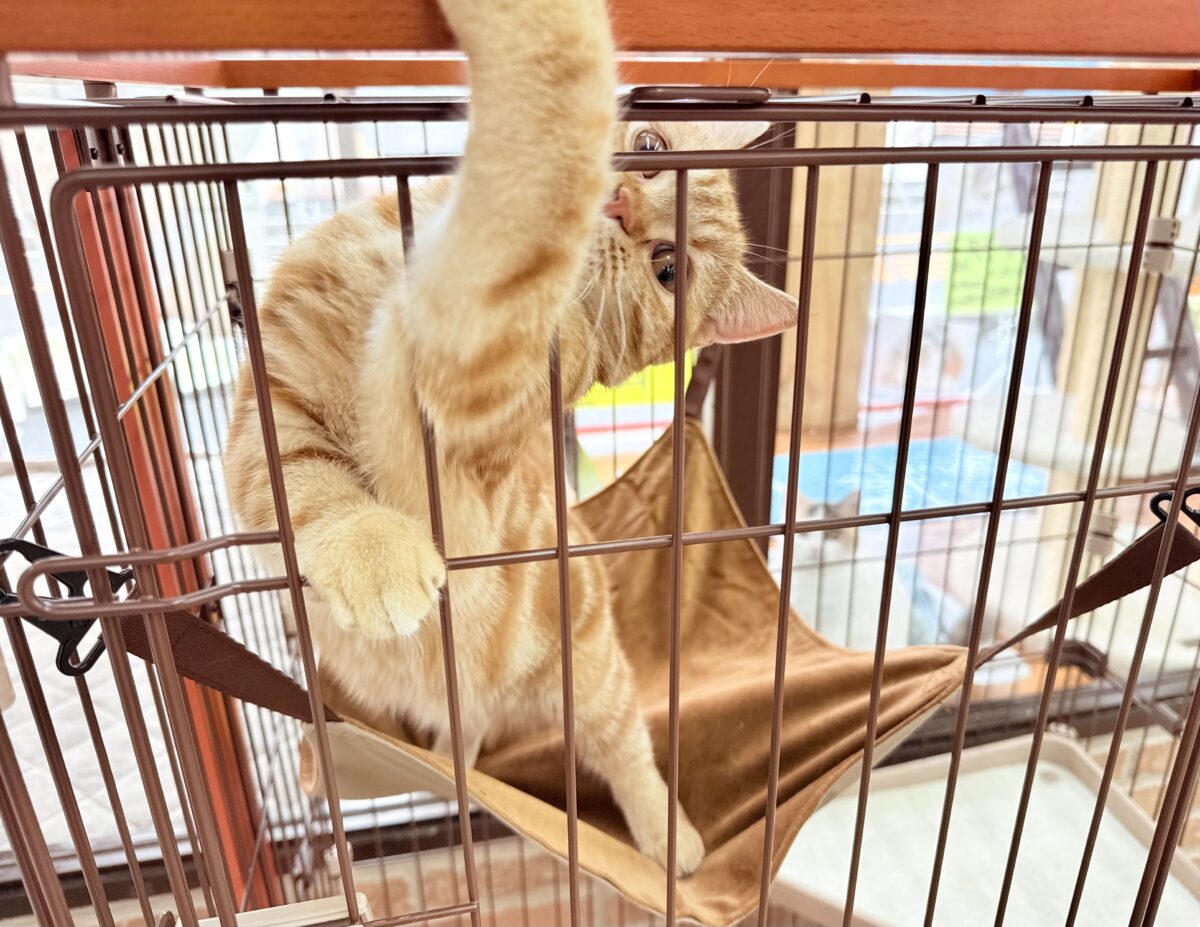 アメリカンショートヘア
