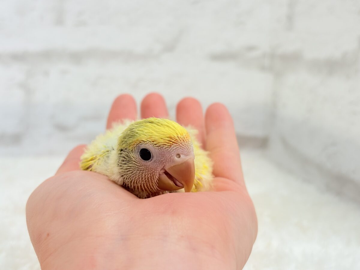 コザクラインコ（小桜インコ）
