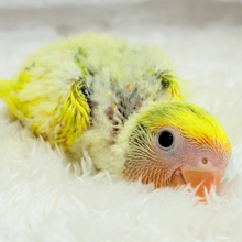 花束みたいなカラフルコザたん🐣💐✨コザクラインコ(タイガーチェリー) ヒナ
