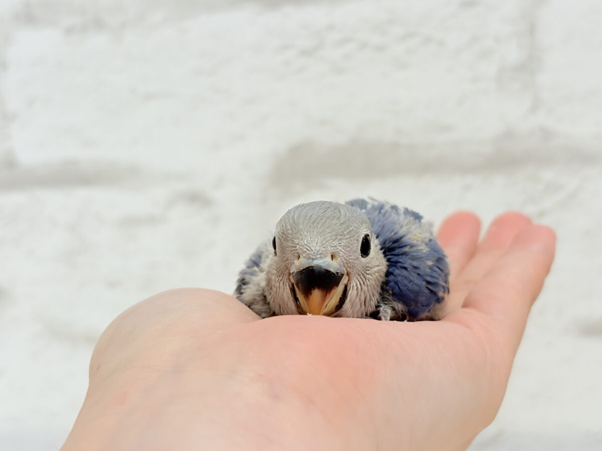 コザクラインコ（小桜インコ）