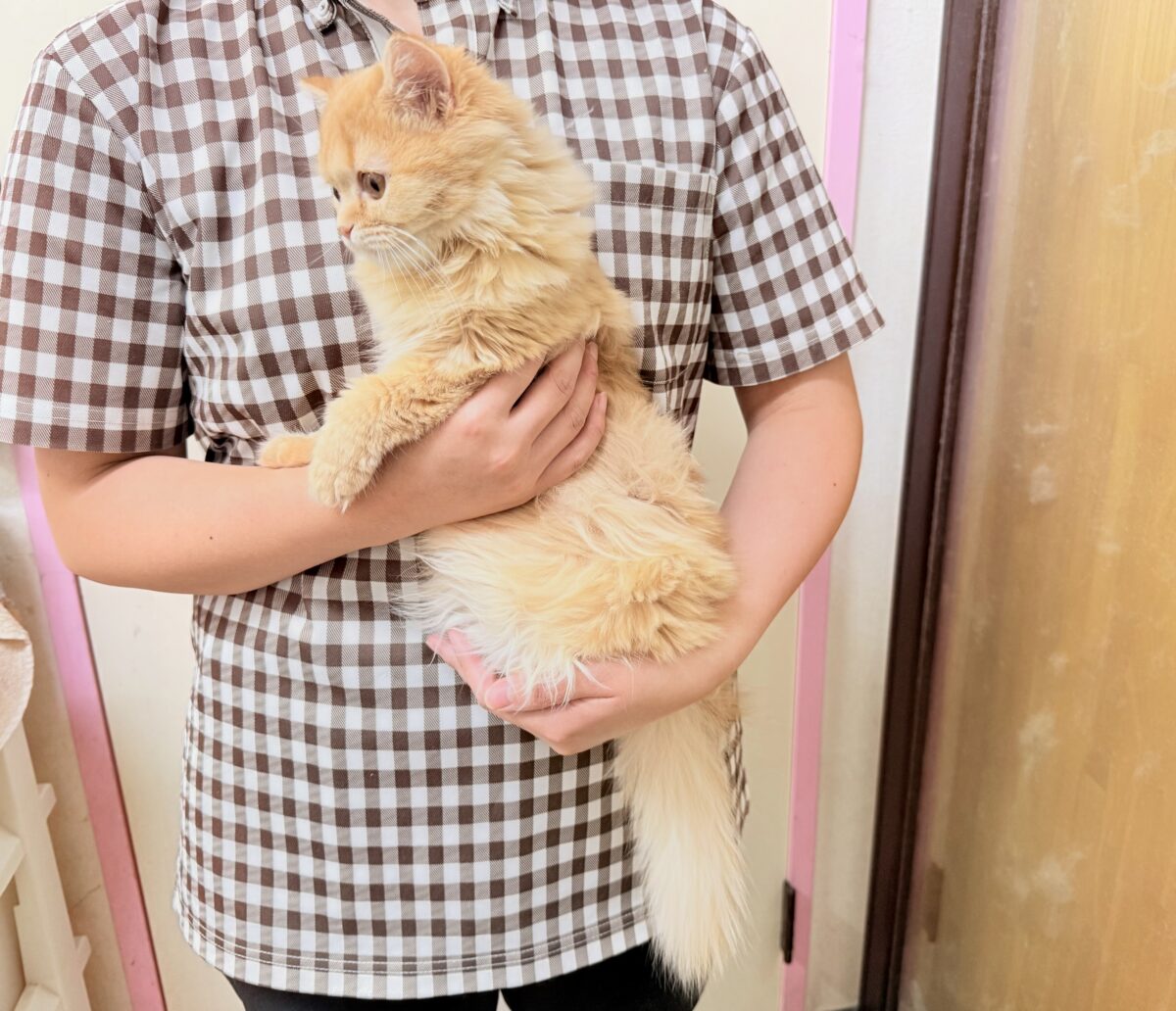 マンチカン