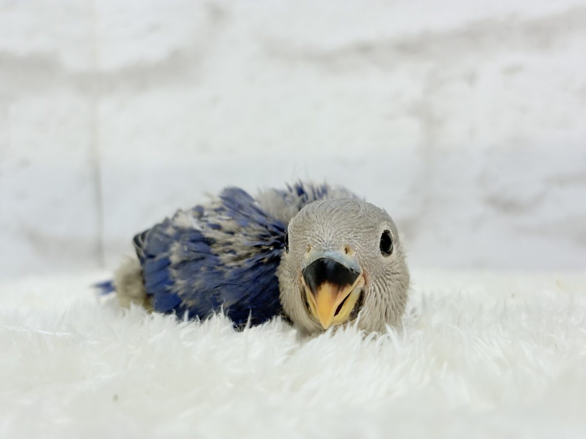 コザクラインコ（小桜インコ）