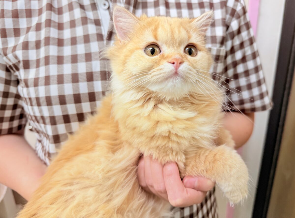 マンチカン
