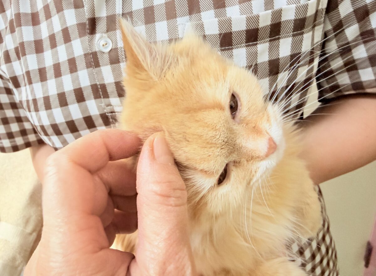 マンチカン
