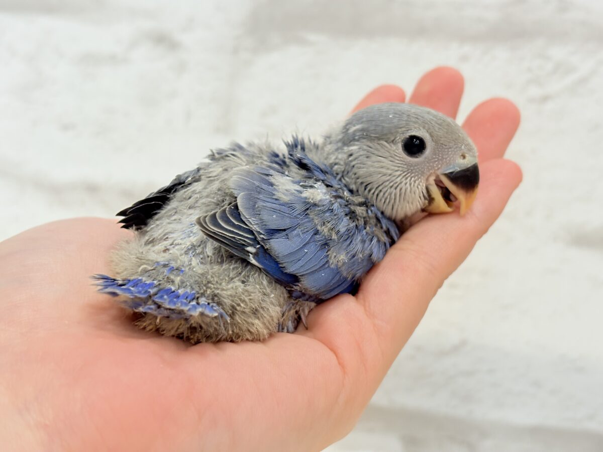 コザクラインコ（小桜インコ）