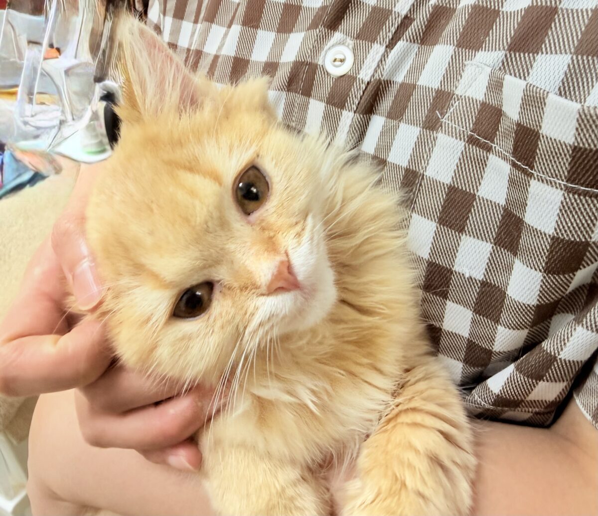 マンチカン