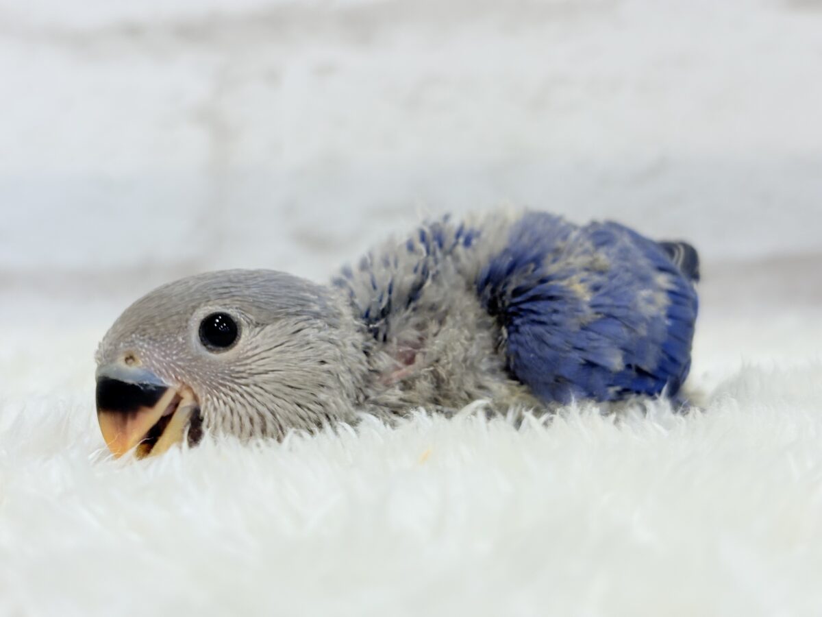 コザクラインコ（小桜インコ）