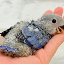 青み強め💙✨ピカピカきらきら人気者🐣コザクラインコ(バイオレット) ヒナ