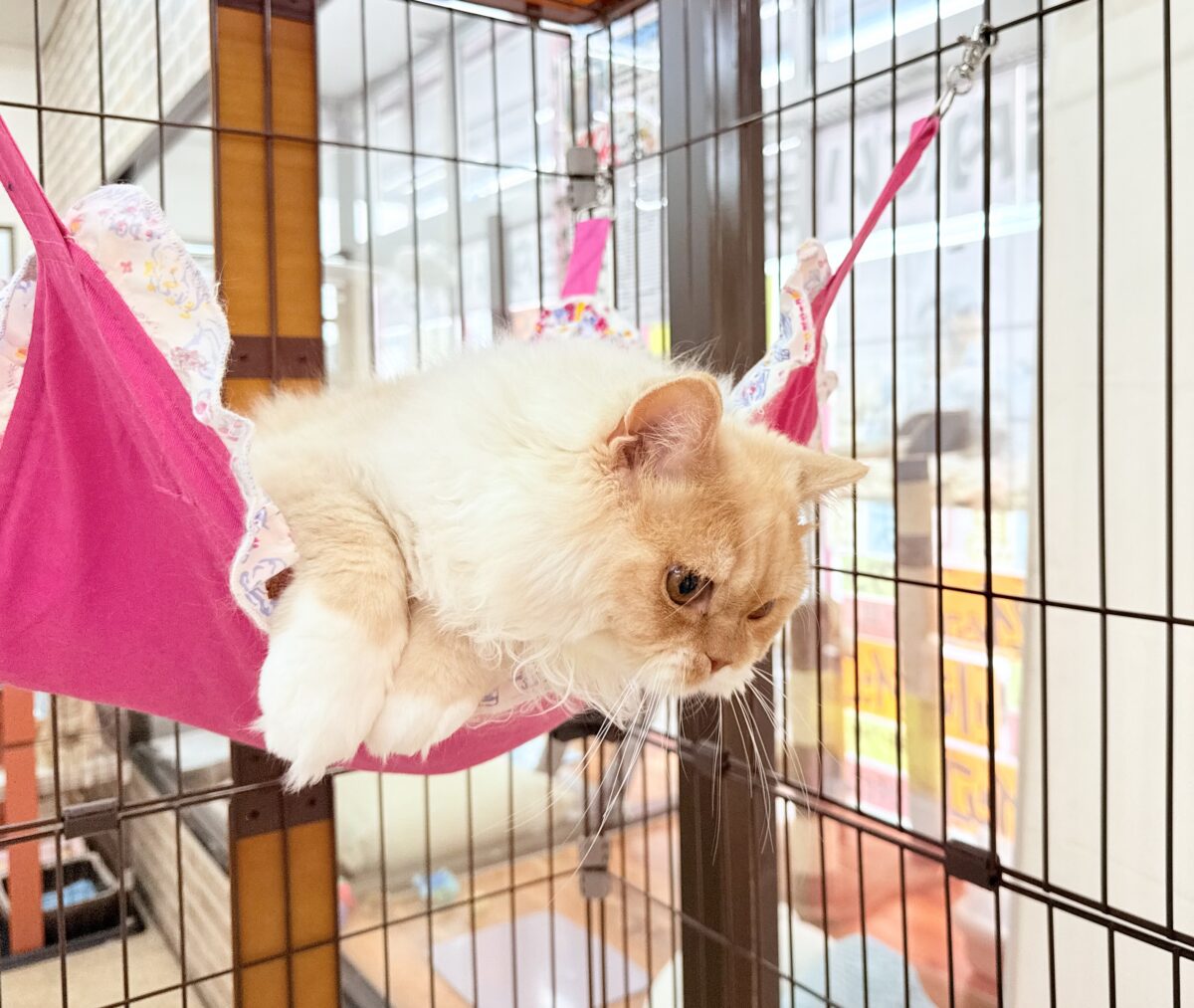 スコティッシュフォールド