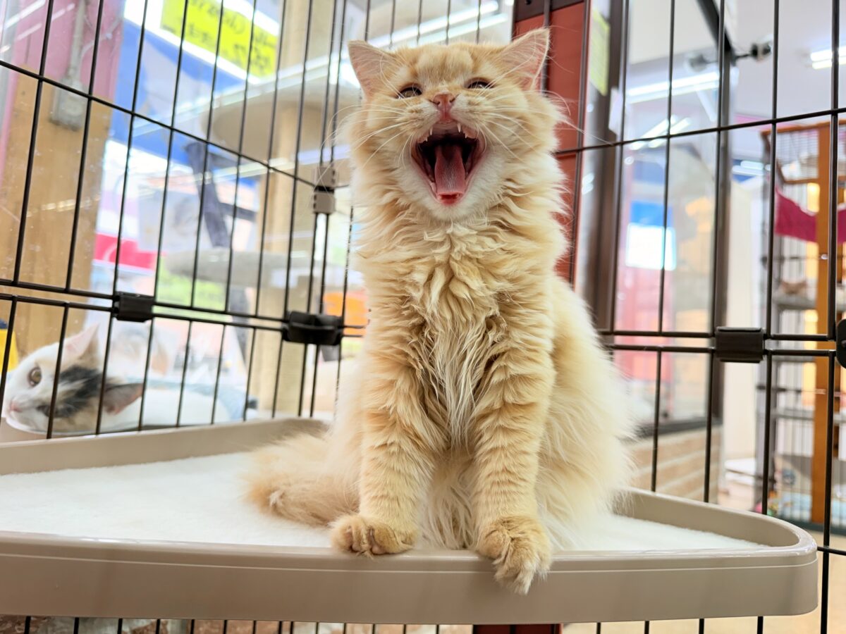 マンチカン