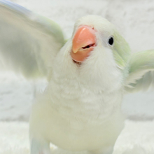 【最新画像更新🪄】淡い淡い禁断の果実🐣🍏オキナインコ(アクアブルーパリドイノ) ヒナ