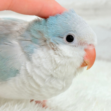 【最新画像更新🪄】おめめがキレイ✨澄んだ瞳が魅力的🐣🫧オキナインコ(ブルーパリド) ヒナ