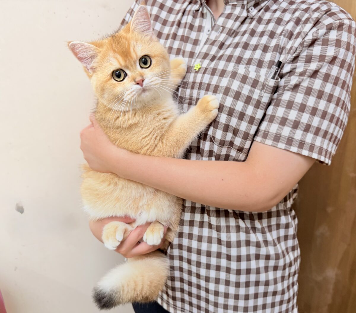 ブリティッシュショートヘア