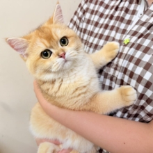 ブリティッシュショートヘアー（ブラックゴールデンシェーデッド）男の子♫珍カラーのまん丸ブリにゃんがやって来た！