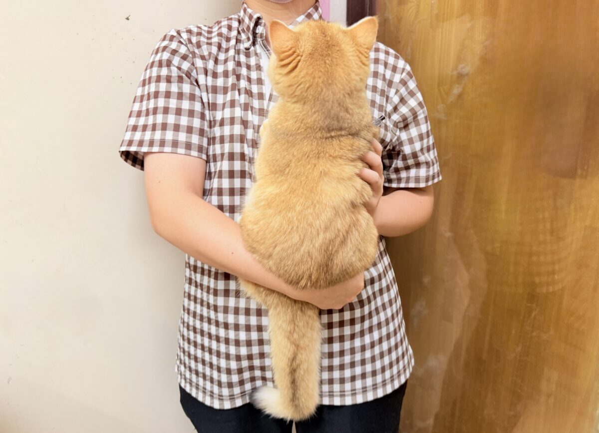 ブリティッシュショートヘア