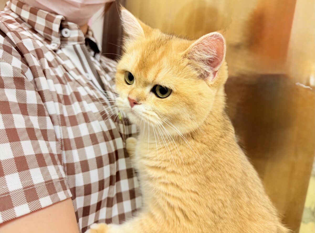 ブリティッシュショートヘア