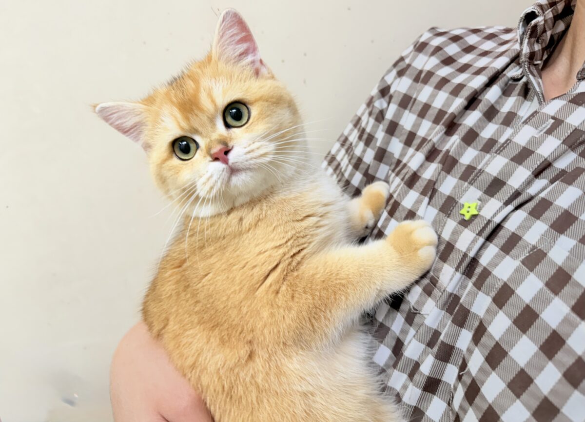 ブリティッシュショートヘア