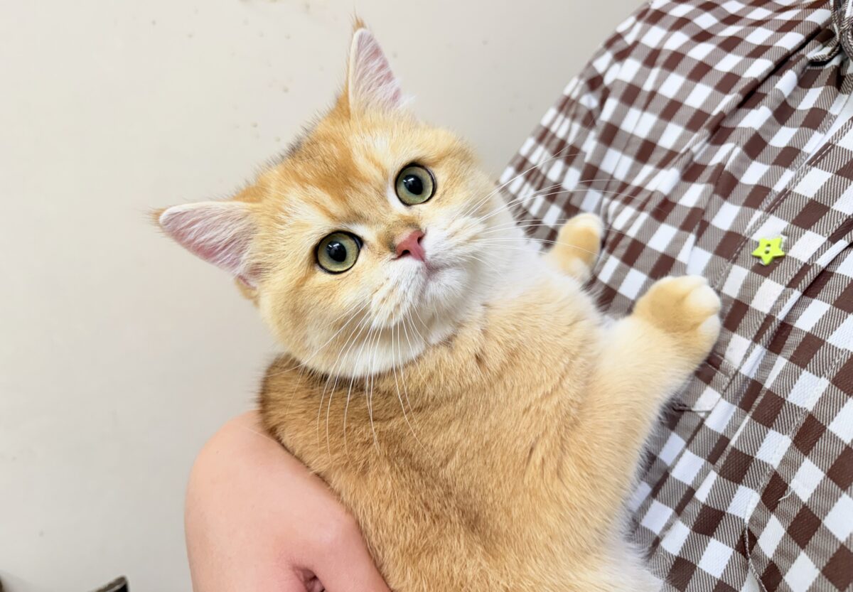 ブリティッシュショートヘア
