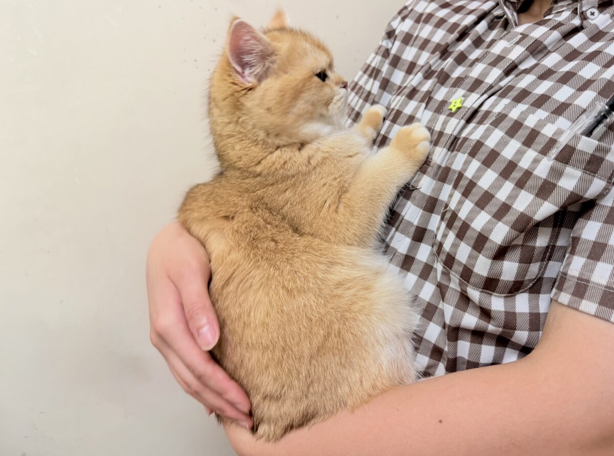 ブリティッシュショートヘア