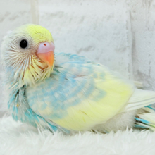 夏に爽やか🫧ラムネちゃん🐣🧊セキセイインコ(パステルレインボーパイド) ヒナ