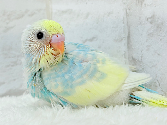 夏に爽やか🫧ラムネちゃん🐣🧊セキセイインコ(パステルレインボーパイド) ヒナ
