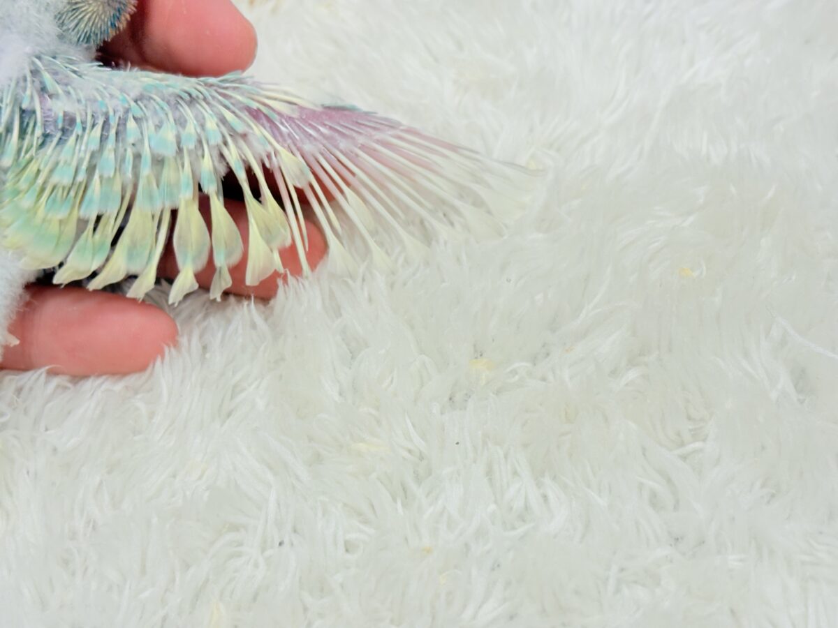 セキセイインコ
