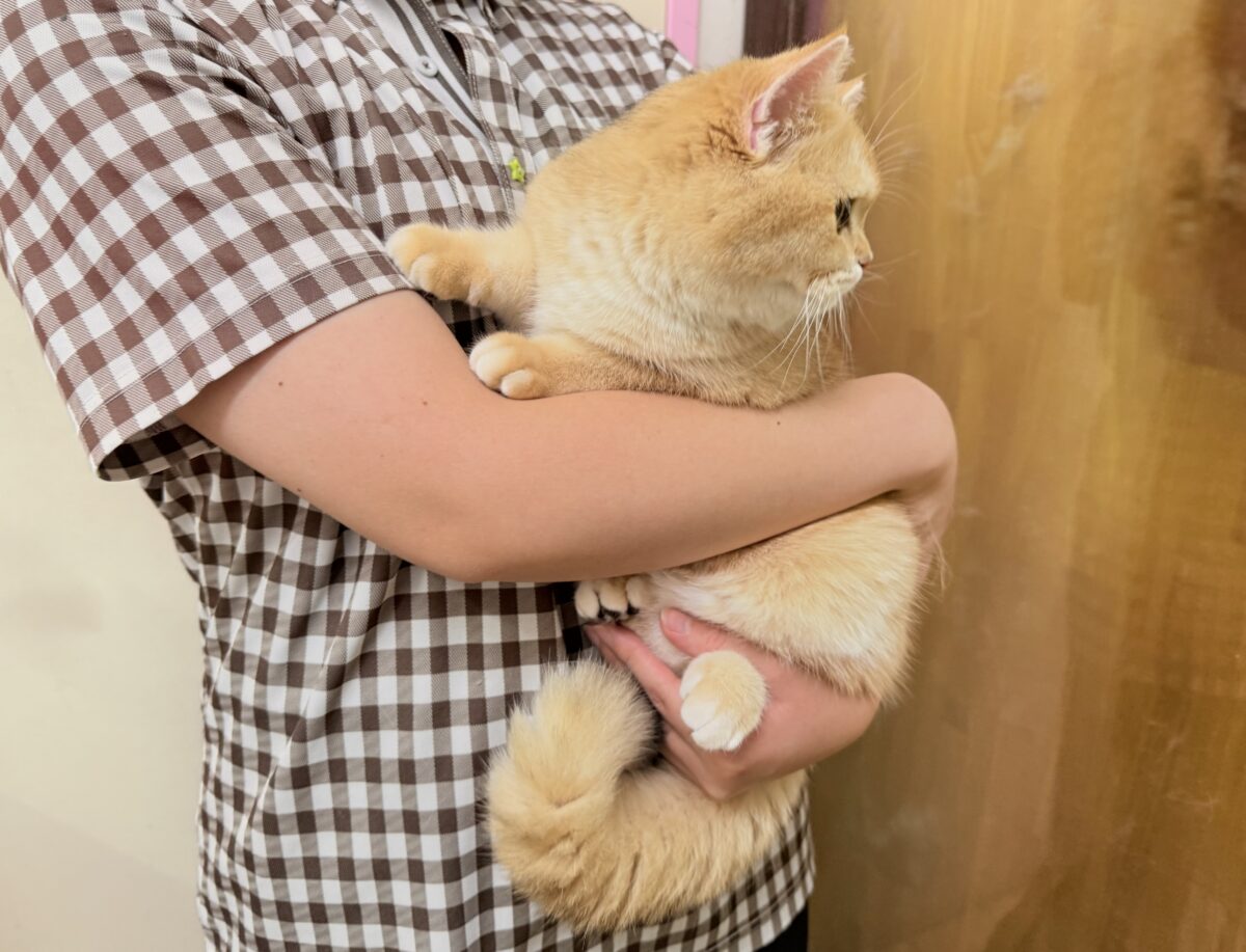 ブリティッシュショートヘア