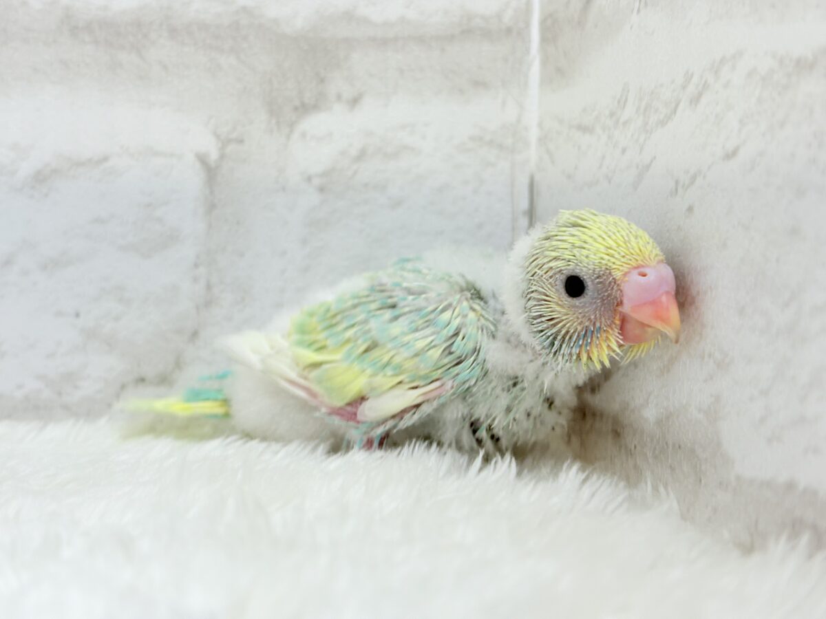 セキセイインコ
