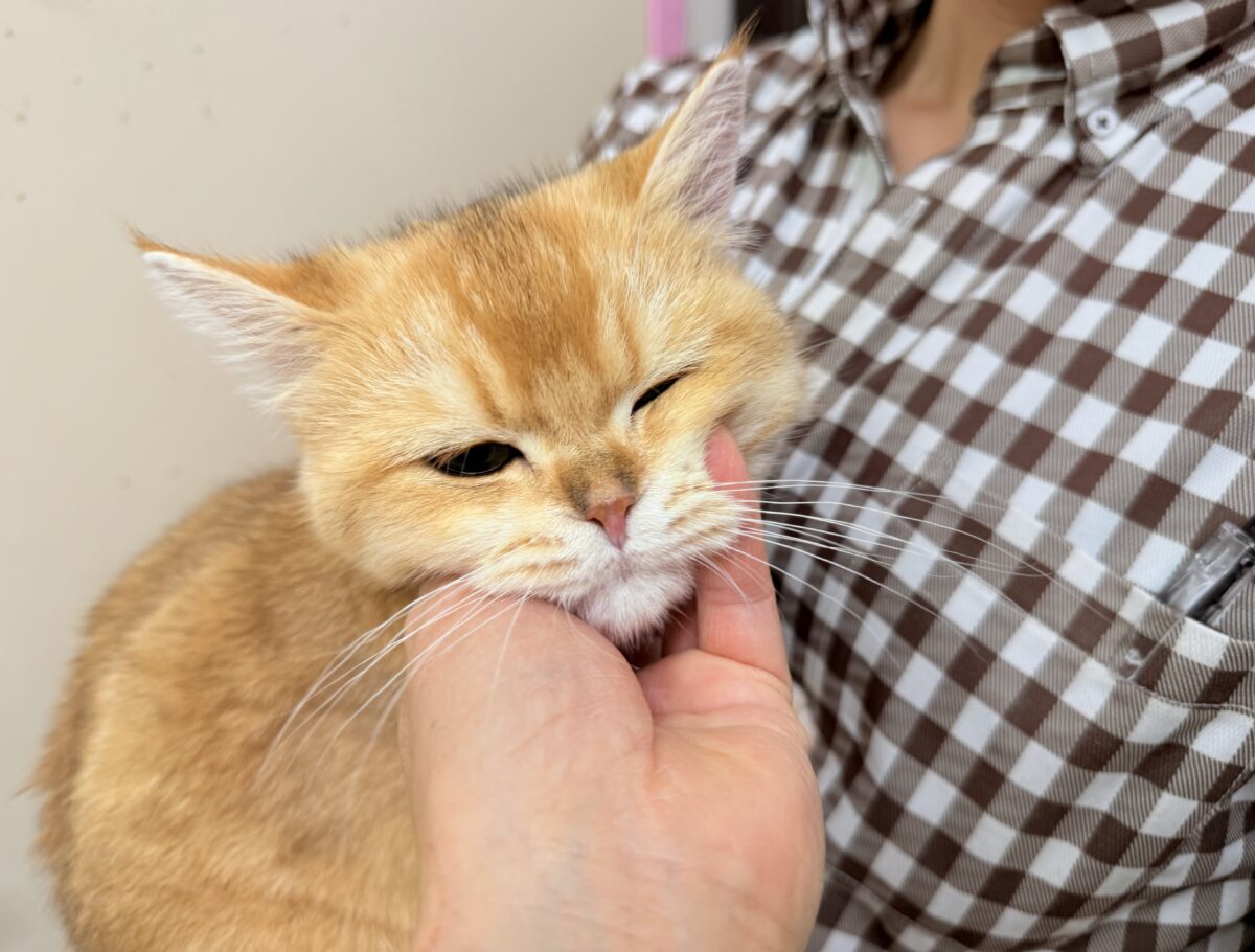 ブリティッシュショートヘア